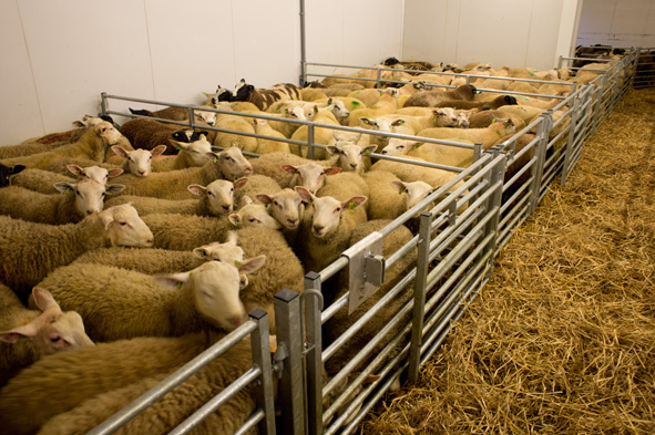 Al sinds jaar en dag is Leclerq de specialist in halal lamsvlees. Leclerq is een begrip in de wijde omgeving. In de loop der jaren is Leclerq op de nationale en internationale markt bekend geworden. Uitbreiding en verdere specialisatie van de slachtactiviteiten hebben Lamsvleesspecialist Leclerq in 2014 doen besluiten om Puth te gaan verlaten. Offerfeest 1 Het Halal lamsvlees van Lamsvleesspecialist Leclerq wordt zowel op de nationale als op de internationale markt succesvol afgezet. De aankoop, verwerking en verkoop van lamsvlees gebeurt in eigen huis. Lamsvleesspecialist Leclerq maakt gebruik van de modernste slachttechnieken, gekoppeld aan optimale procesbeheersing en kwaliteitsbewaking. Hierbij zijn flexibiliteit, klantgerichtheid, kwaliteit en versheid belangrijke uitgangspunten. U bent van harte welkom in ons pand aan de Koumen 13 -15 in Hoensbroek. Meer informatie over de contactgegevens of over de openingstijden van Leclerq in Hoensbroek vindt u hier.